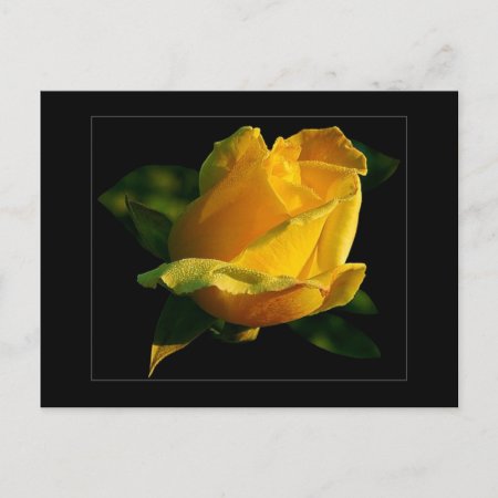 Large Yellow Rose Postcard