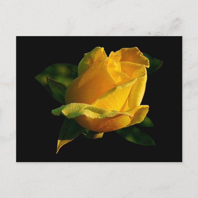 Large Yellow Rose Postcard (Front)