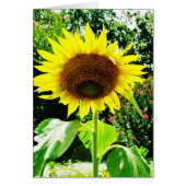 Large yellow Sunflower (Front)