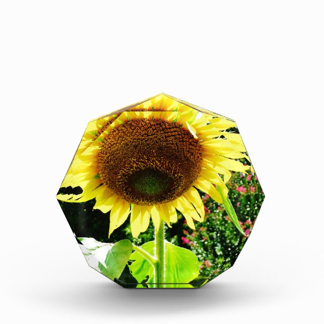 Large yellow Sunflower Award (Front)