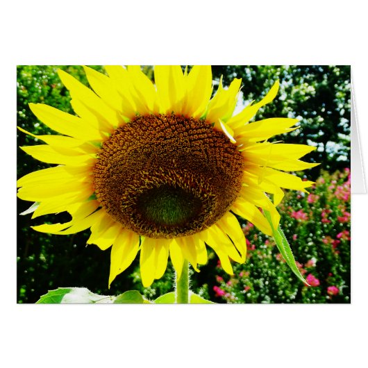 Large yellow Sunflower Cards (Front Horizontal)