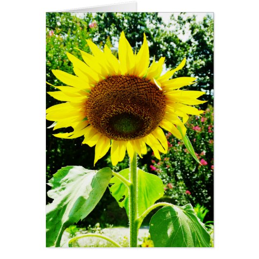 Large yellow Sunflower Cards (Front)
