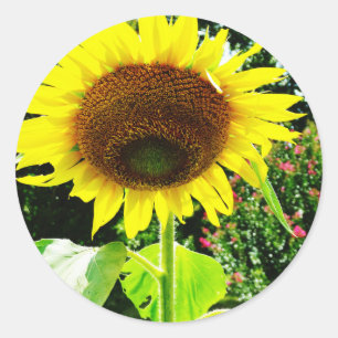 Large yellow Sunflower Classic Round Sticker
