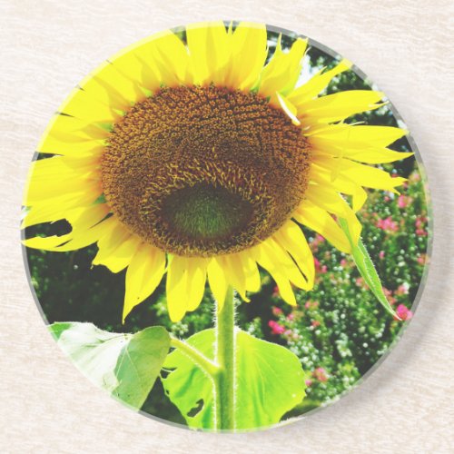 Large yellow Sunflower Drink Coaster