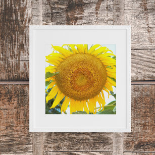 Large Yellow Sunflower Floral Poster