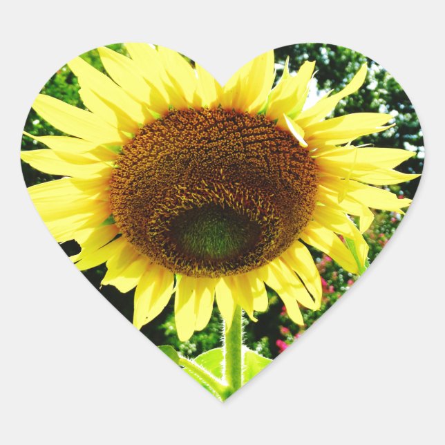 Large yellow Sunflower Heart Sticker (Front)