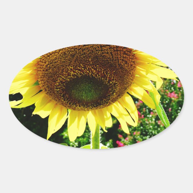 Large yellow Sunflower Oval Sticker (Front)