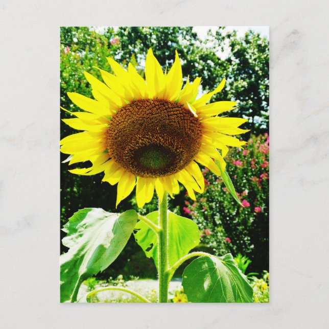 Large yellow Sunflower Postcard (Front)