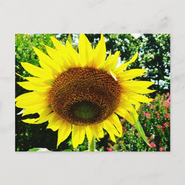 Large yellow Sunflower Postcard (Front)