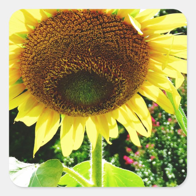 Large yellow Sunflower Square Sticker (Front)