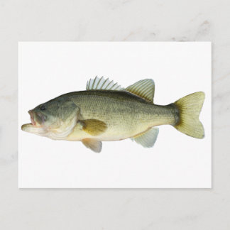 Largemouth Bass Postcard