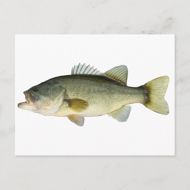 Largemouth Bass Postcard (Front)
