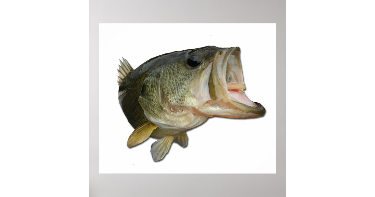 Largemouth Bass Poster 