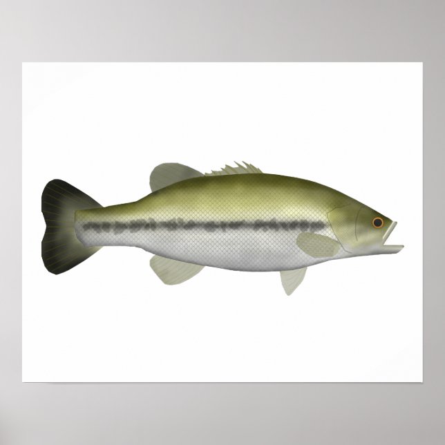 Largemouth Bass Poster (Front)