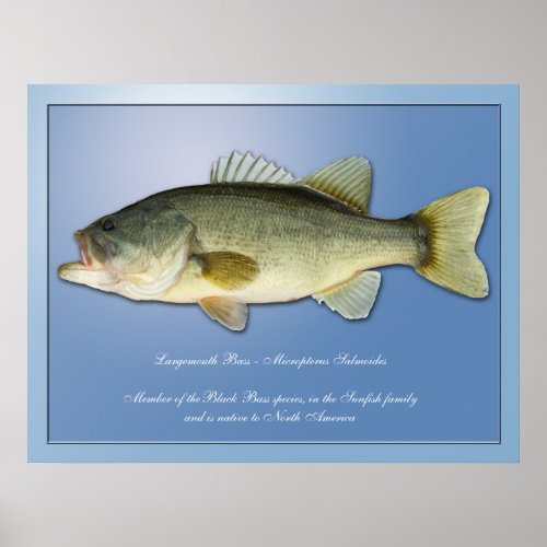 Largemouth Bass Poster
