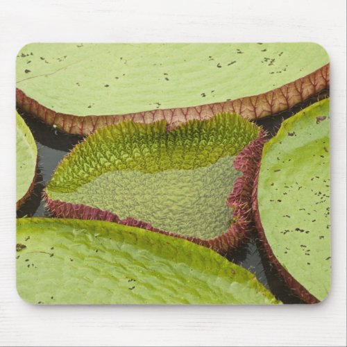 Largest lily the Giant Amazon Water Lily Mouse Pad