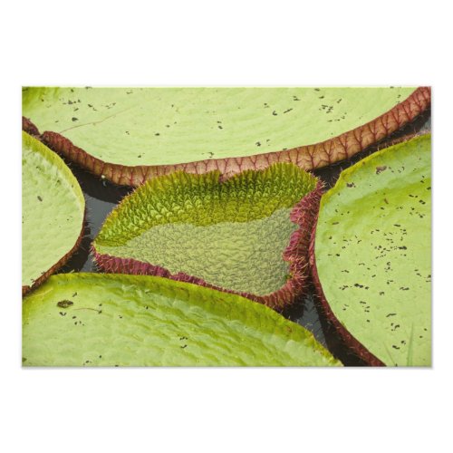 Largest lily the Giant Amazon Water Lily Photo Print