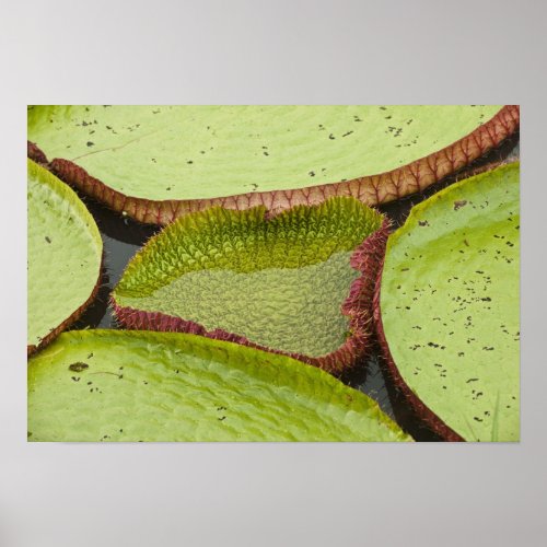 Largest lily the Giant Amazon Water Lily Poster