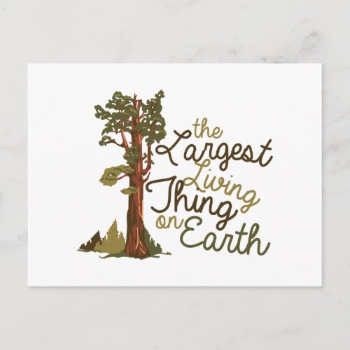 Largest Living Thing Postcard