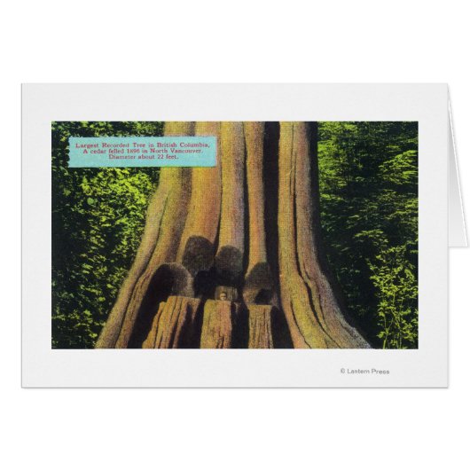 Largest Recorded Tree in BC 1896 Cedar Tree Cards (Front Horizontal)