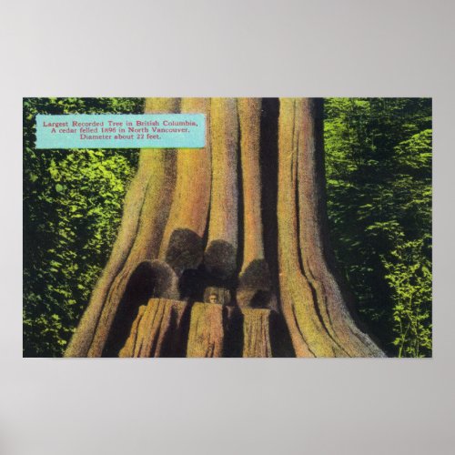 Largest Recorded Tree in BC 1896 Cedar Tree Poster
