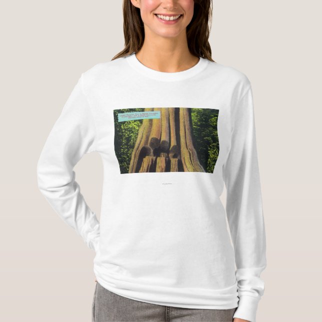 Largest Recorded Tree in BC 1896 Cedar Tree T-Shirt (Front)