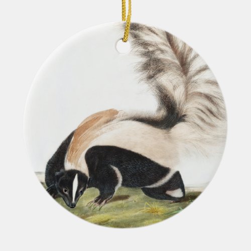 LargeTailed Skunk Mephitis macroura Illustration Ceramic Ornament