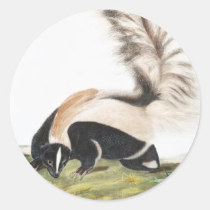 LargeTailed Skunk Mephitis macroura Illustration Classic Round Sticker