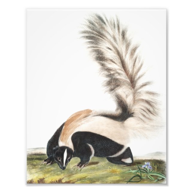 LargeTailed Skunk Mephitis macroura Illustration Photo Print (Front)