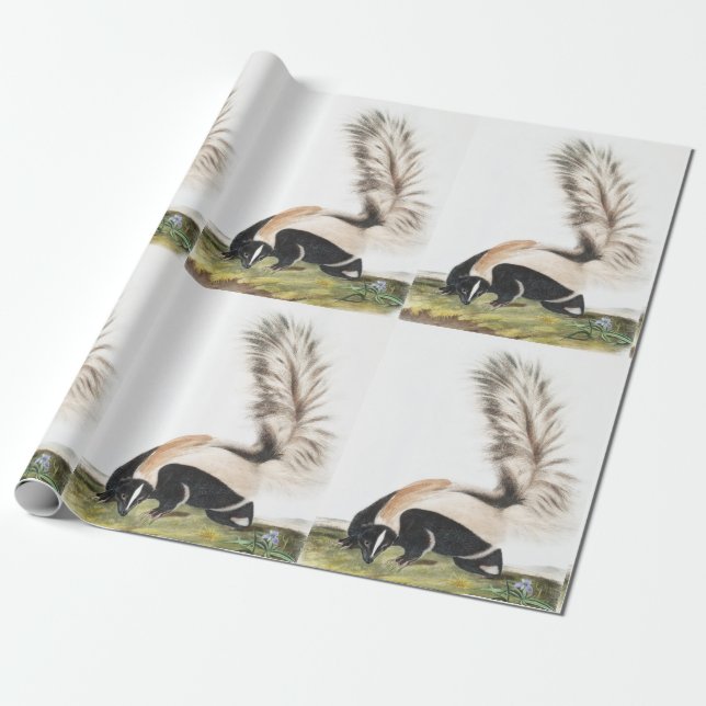LargeTailed Skunk Mephitis macroura Illustration Wrapping Paper (Unrolled)