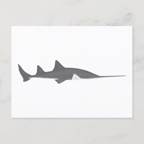 Largetooth Sawfish Postcard