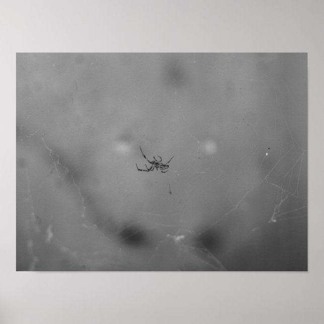 Larinioides sclopetarius poster (Front)