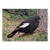 Lark Bunting (Colorado) (Front Horizontal)