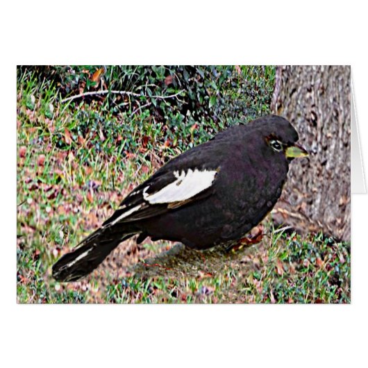 Lark Bunting (Colorado) (Front Horizontal)