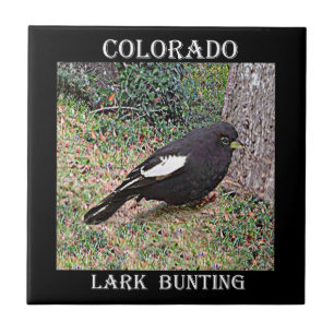 Lark Bunting (Colorado) Tile
