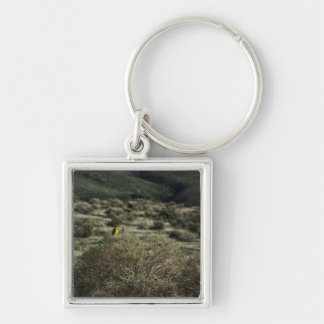Lark on the Bush Keychain