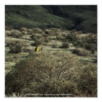 Lark on the Bush Photo Print