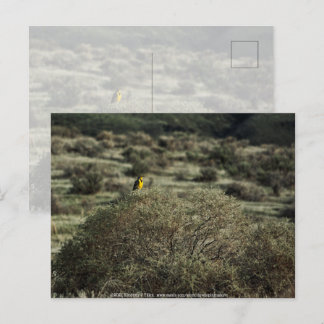 Lark on the Bush Postcard