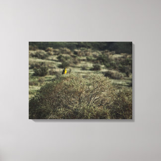 Lark on the Bush Stretched Canvas Print