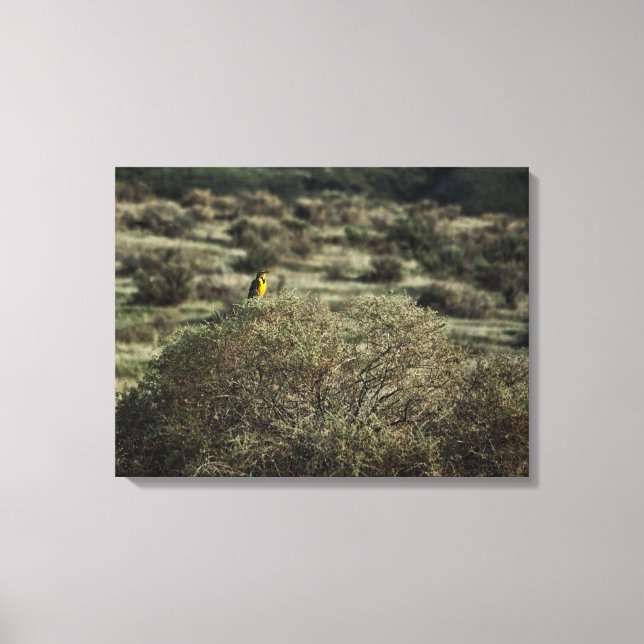 Lark on the Bush Stretched Canvas Print (Front)
