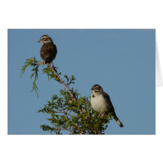 Lark Sparrow Cards