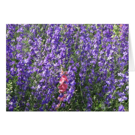 Larkspur Cards (Front Horizontal)