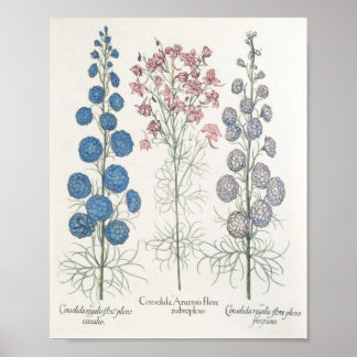 Larkspur Poster