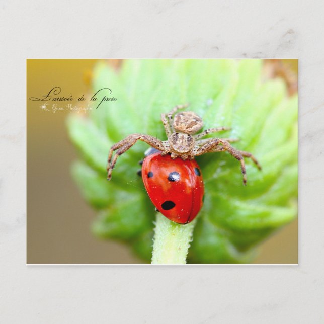 L'arrivée de la proie postcard (Front)