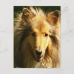 Lassie Collie Postcard