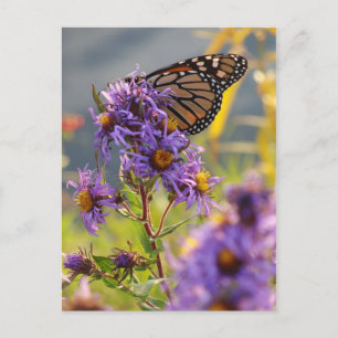 Last Monarch Butterfly Postcard