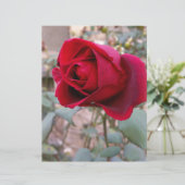 last red rose (Standing Front)