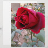 last red rose (Front/Back)