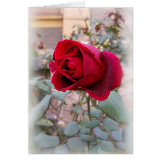 last red rose cards (Front)