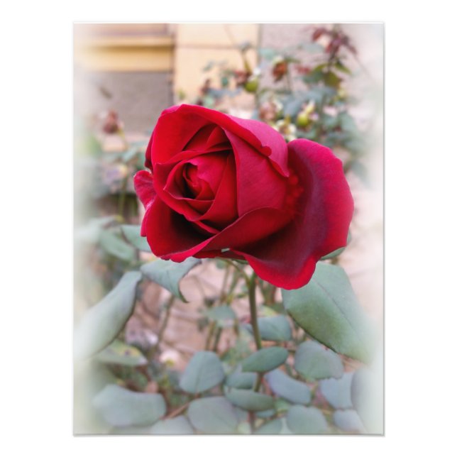 last red rose photo print (Front)